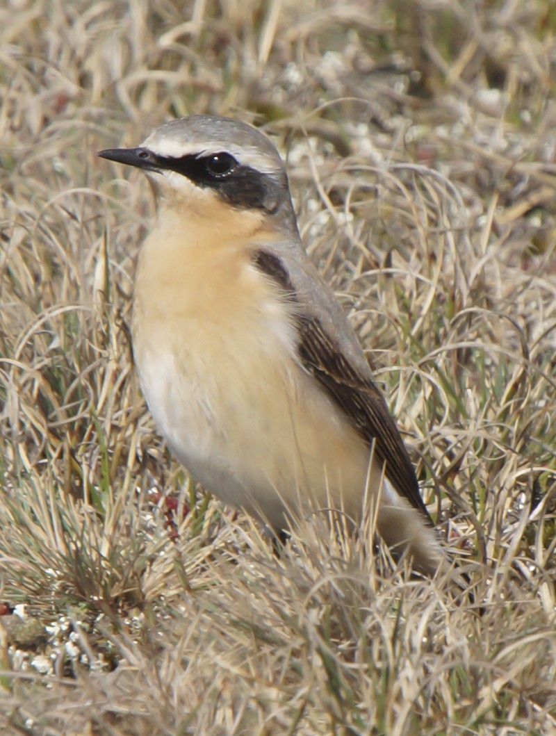 Wheatear