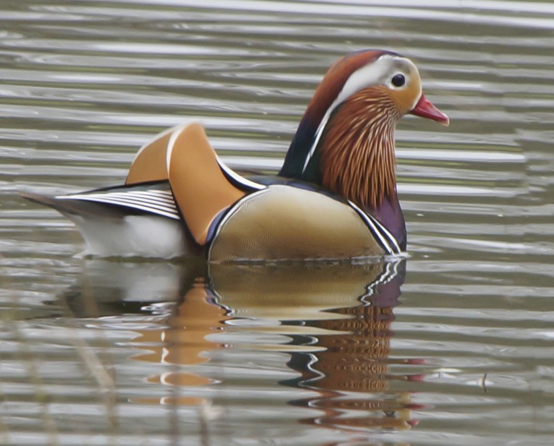 Mandarin