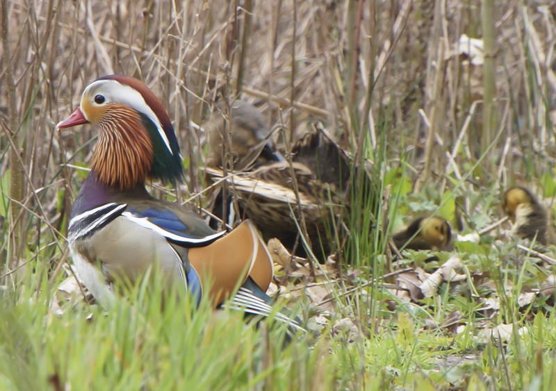 Mandarin