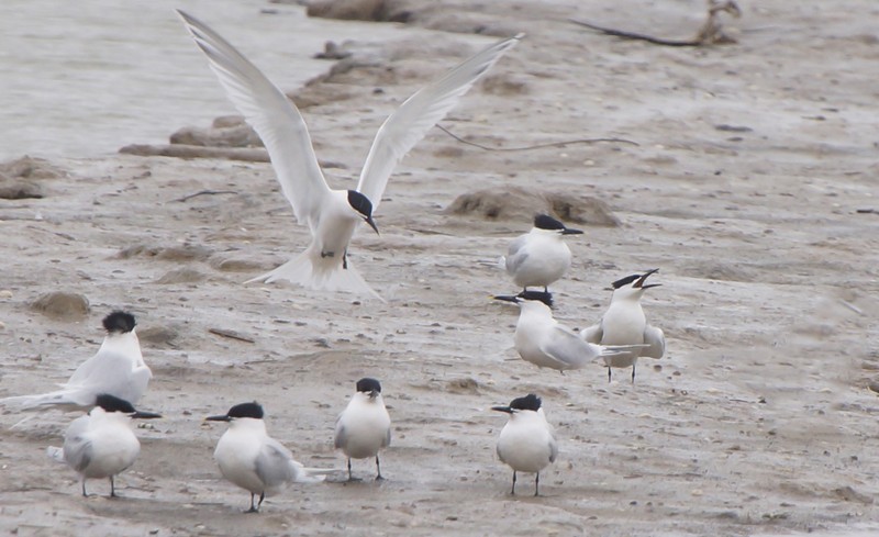 Sandwich Tern
