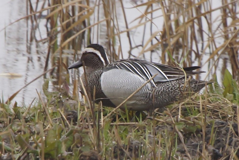 Garganey