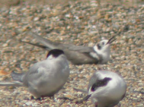 American Black Tern