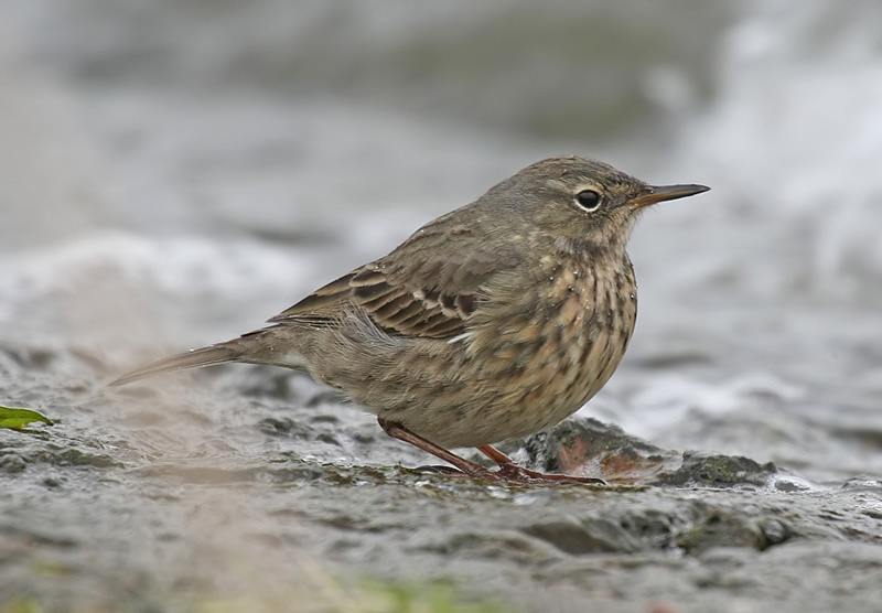 Scandinavian Rock Pipit