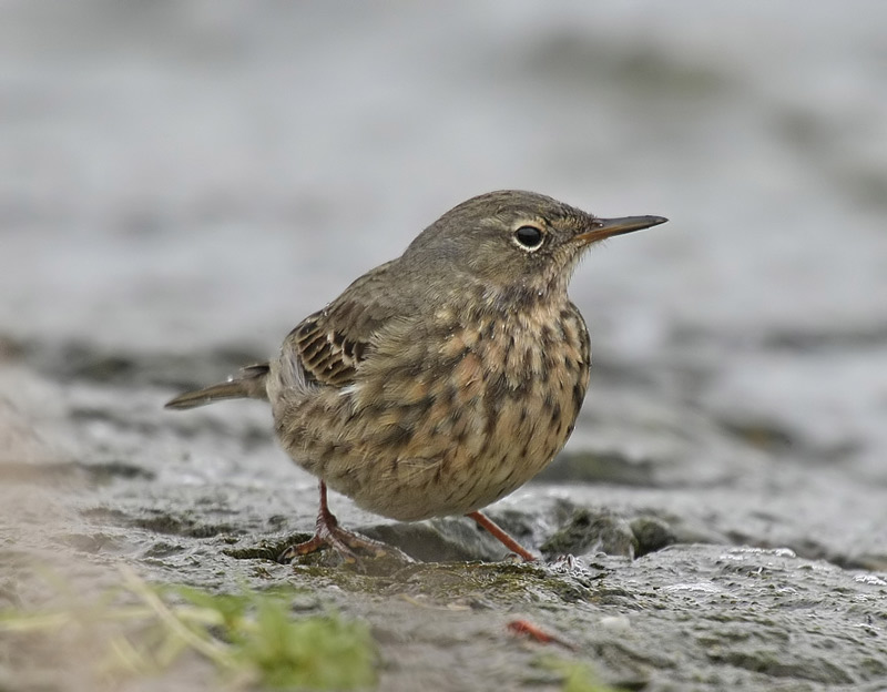Scandinavian Rock Pipit