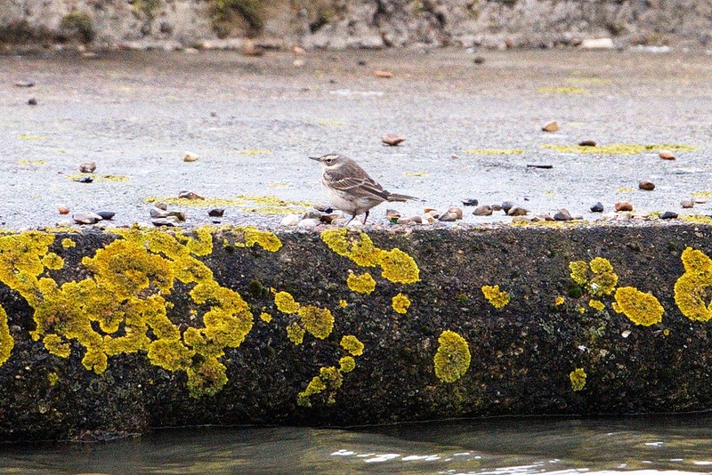 Water Pipit