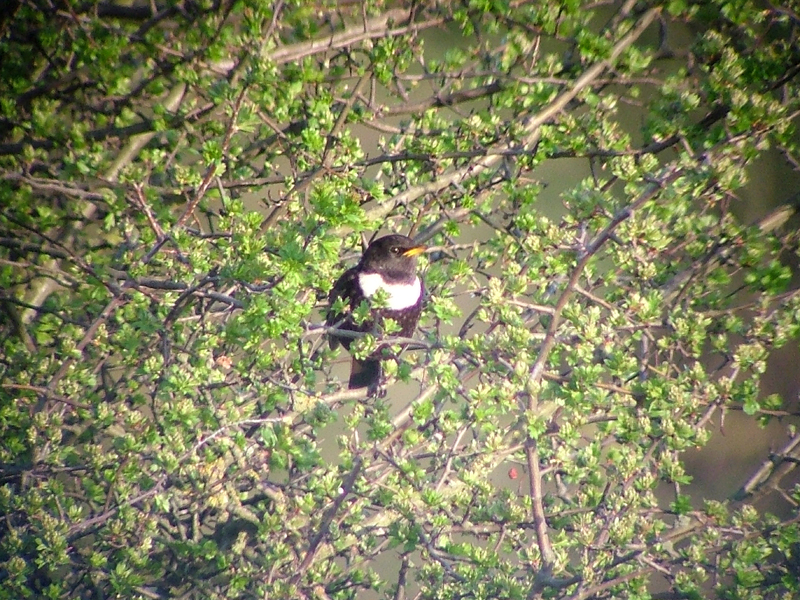 Ring Ouzel