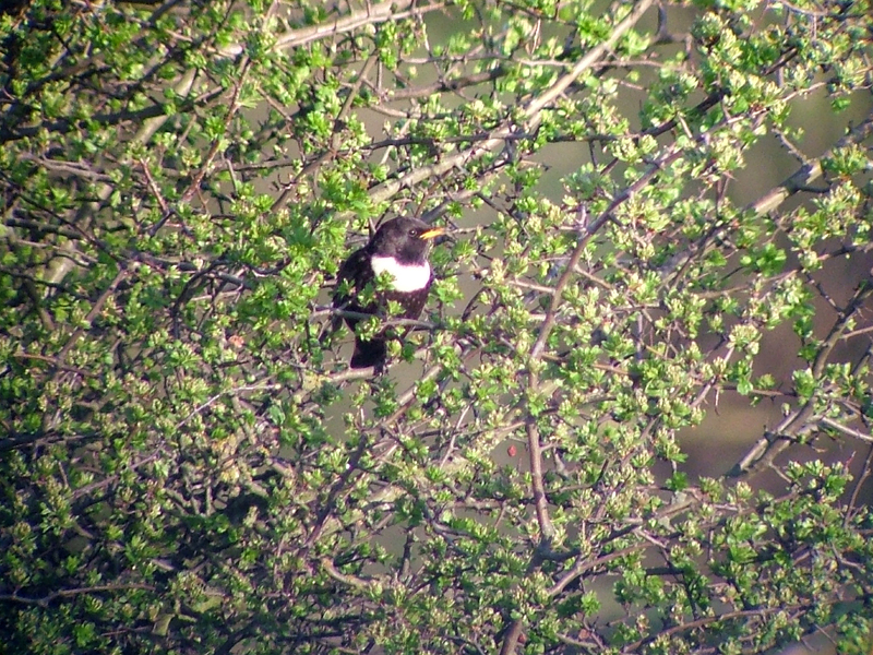 Ring Ouzel