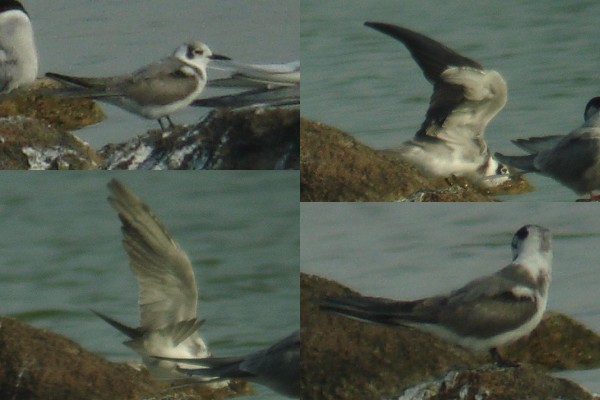 American Black Tern