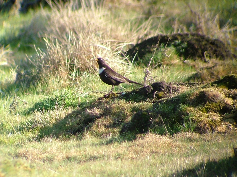 Ring Ouzel