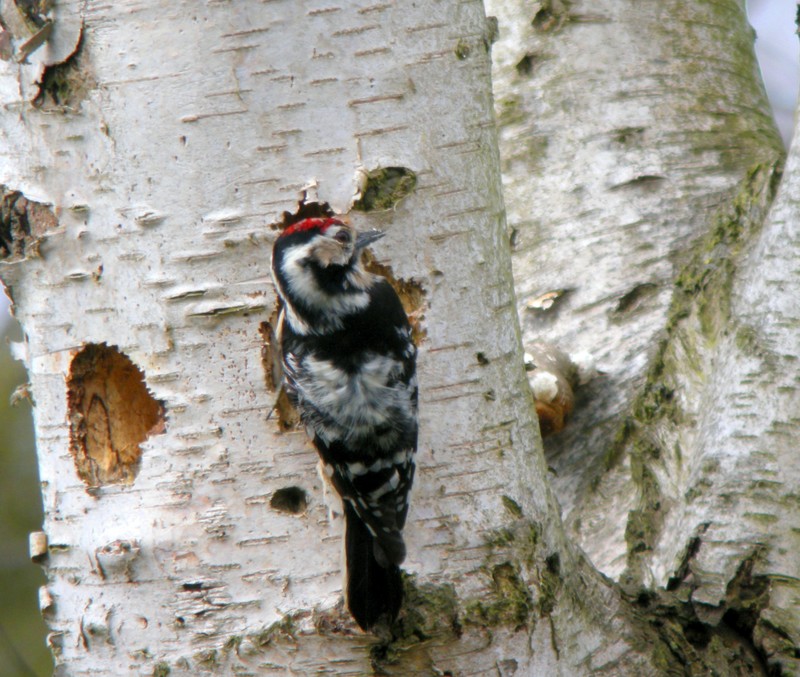 Lesser Spotted Woodpecker