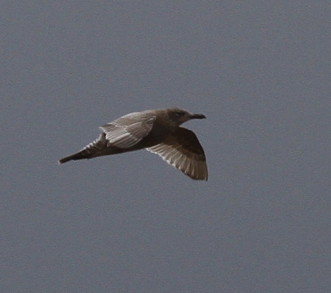 Thayer's Gull