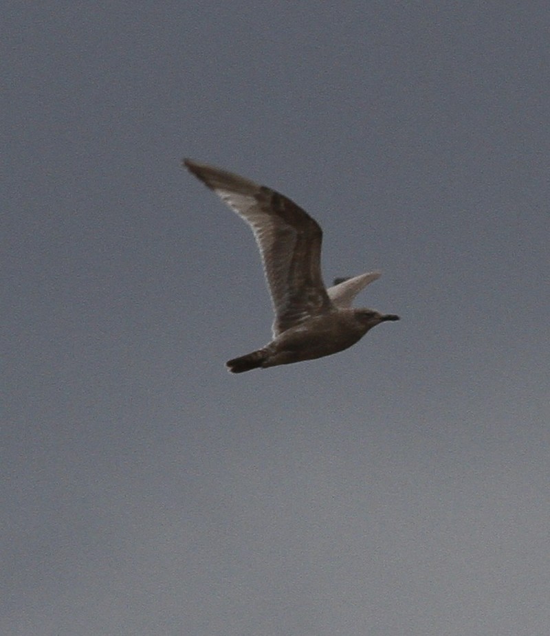 Thayer's Gull