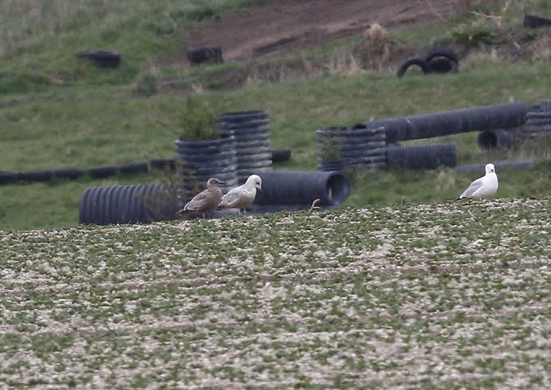 Thayer's Gull