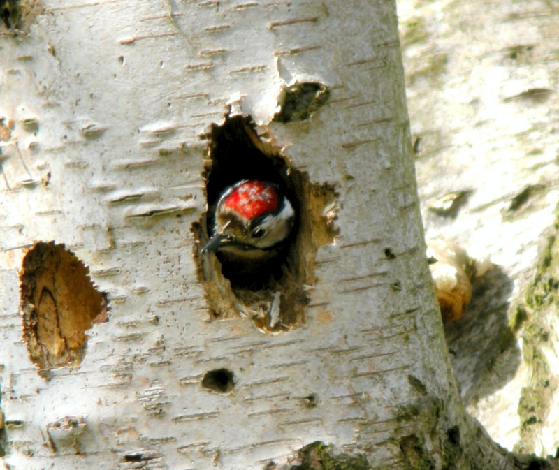 Lesser Spotted Woodpecker