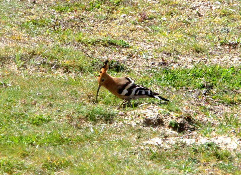Hoopoe