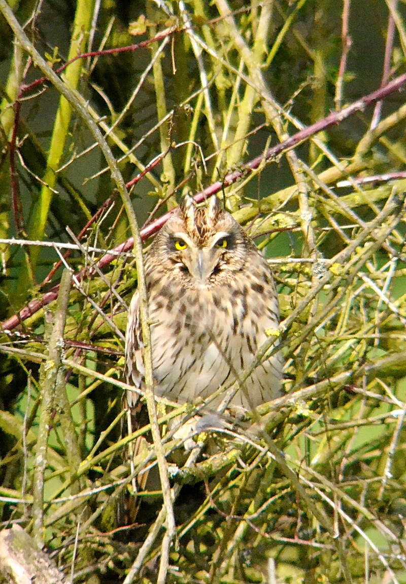 Short-eared Owl
