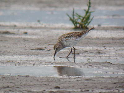 White-rumped Sandpiper
