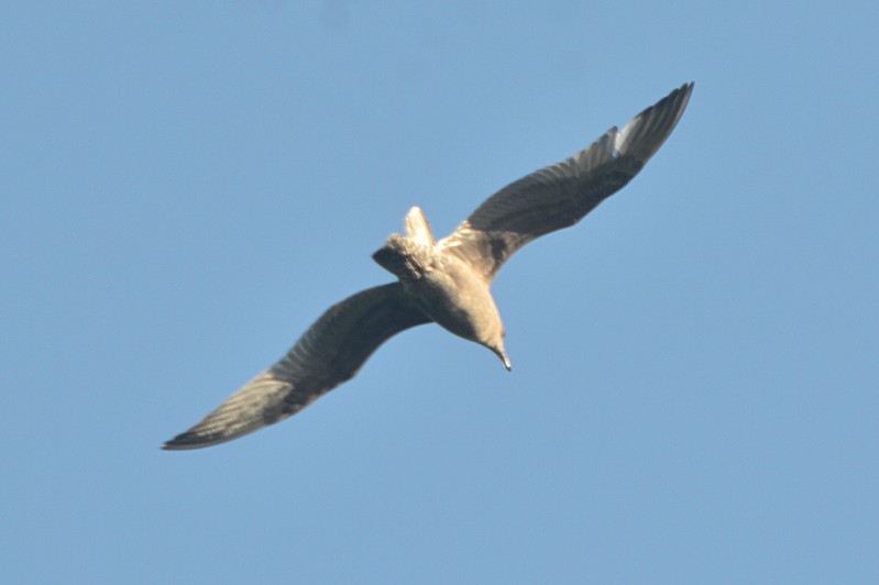 Thayer's Gull