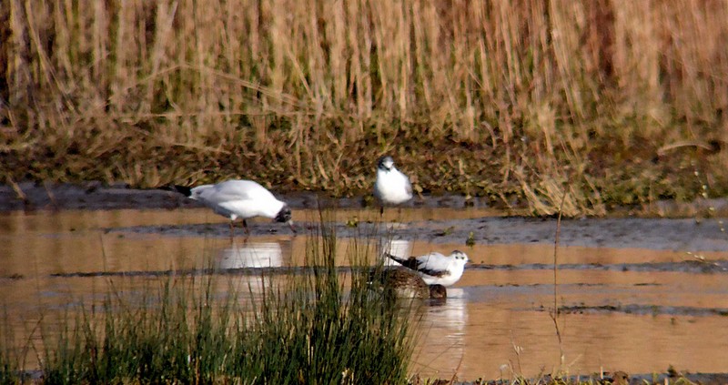 Little Gull
