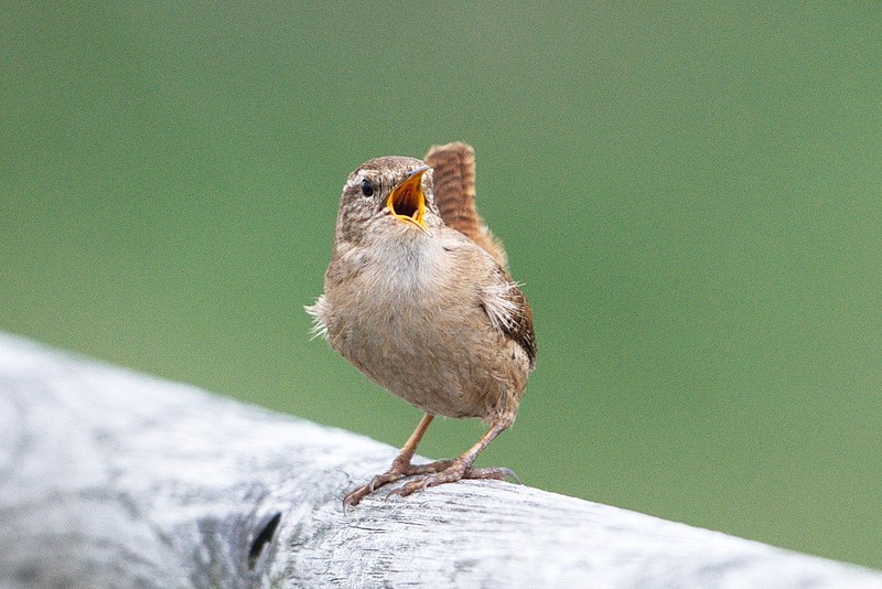 Wren