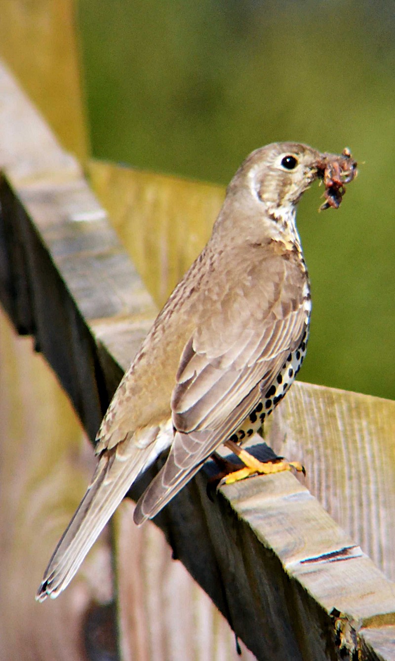 Mistle Thrush