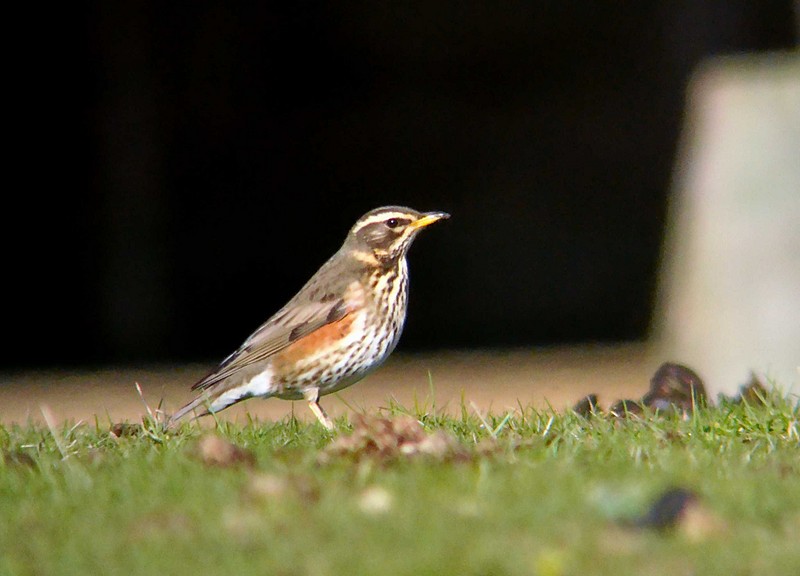 Redwing