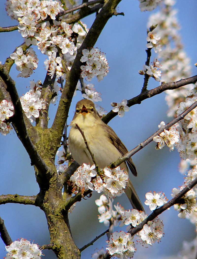Willow Warbler