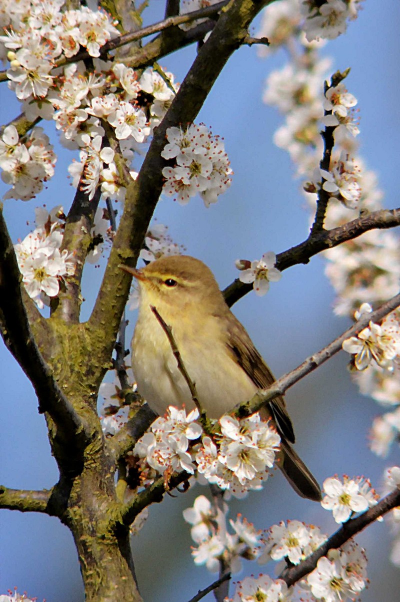 Willow Warbler