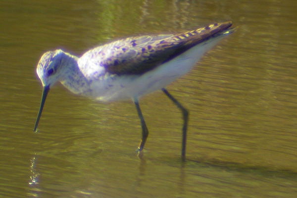 Marsh Sandpiper