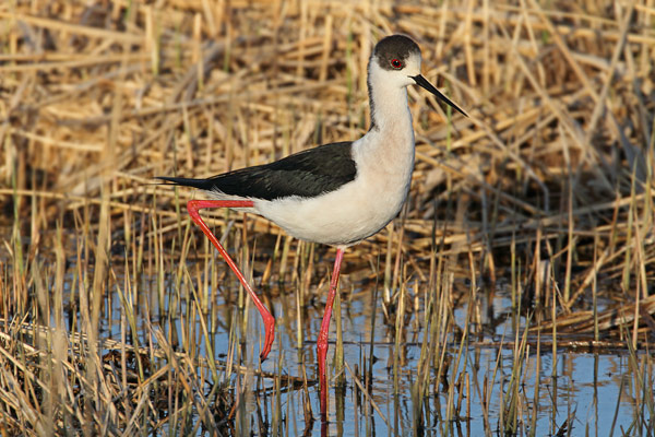 Black-winged Stilt