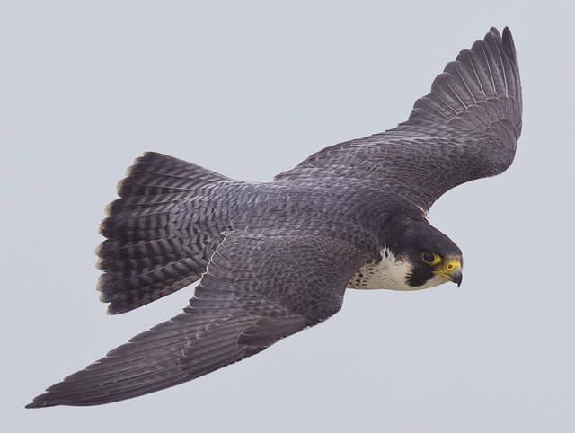 Peregrine