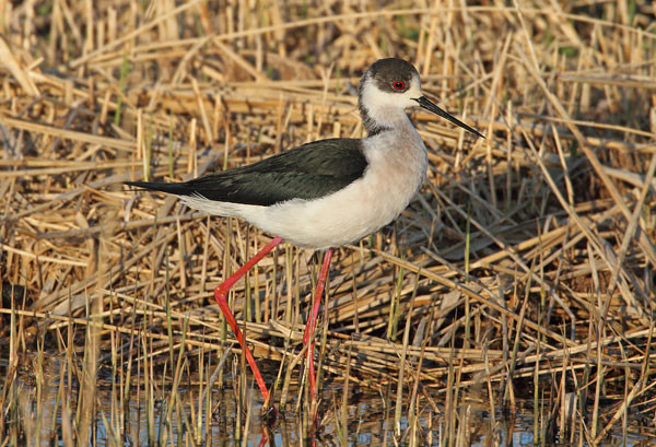 Black-winged Stilt