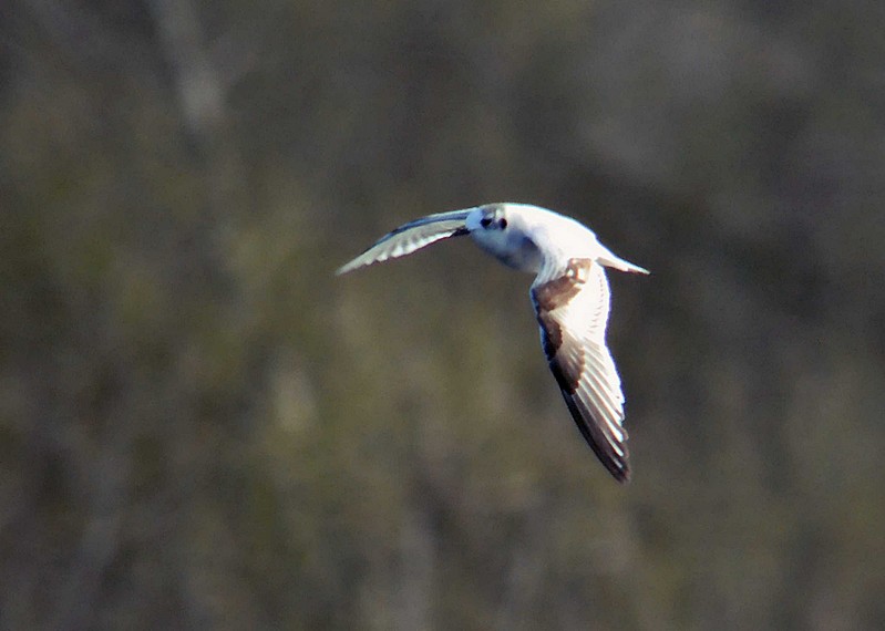 Little Gull