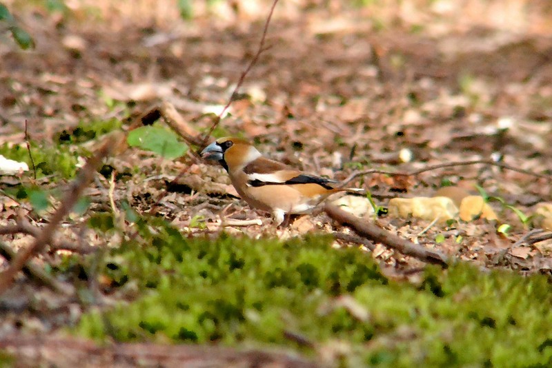 Hawfinch