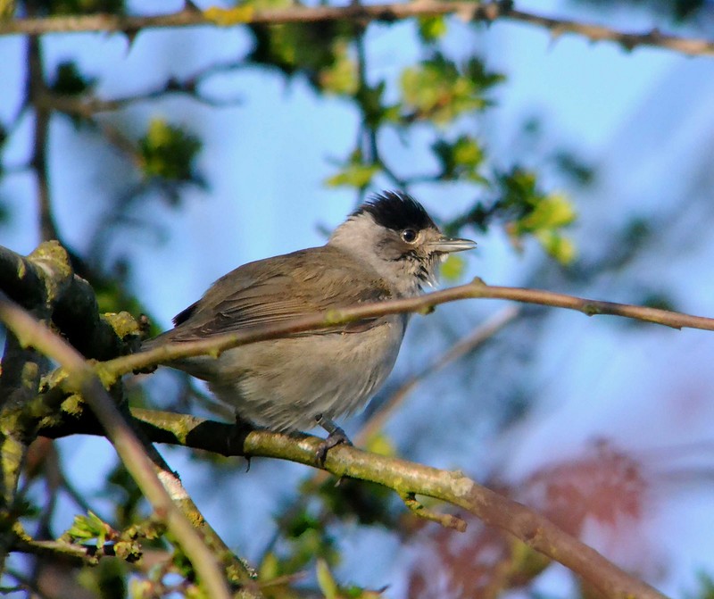 Blackcap