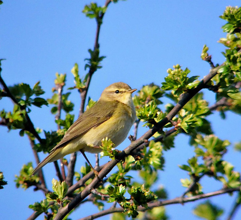 Willow Warbler