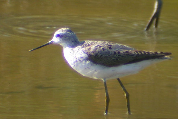 Marsh Sandpiper