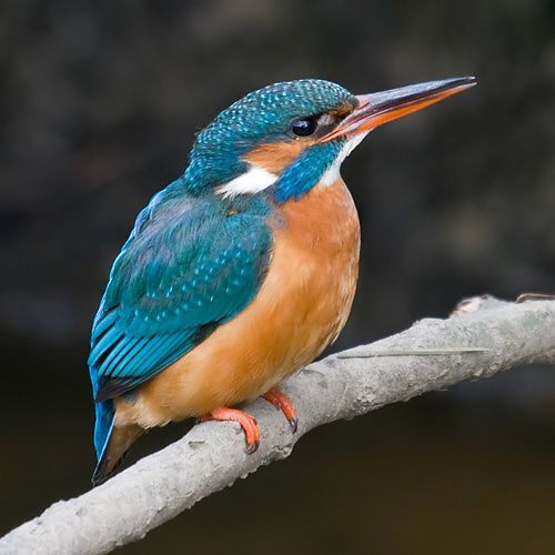 Kingfisher