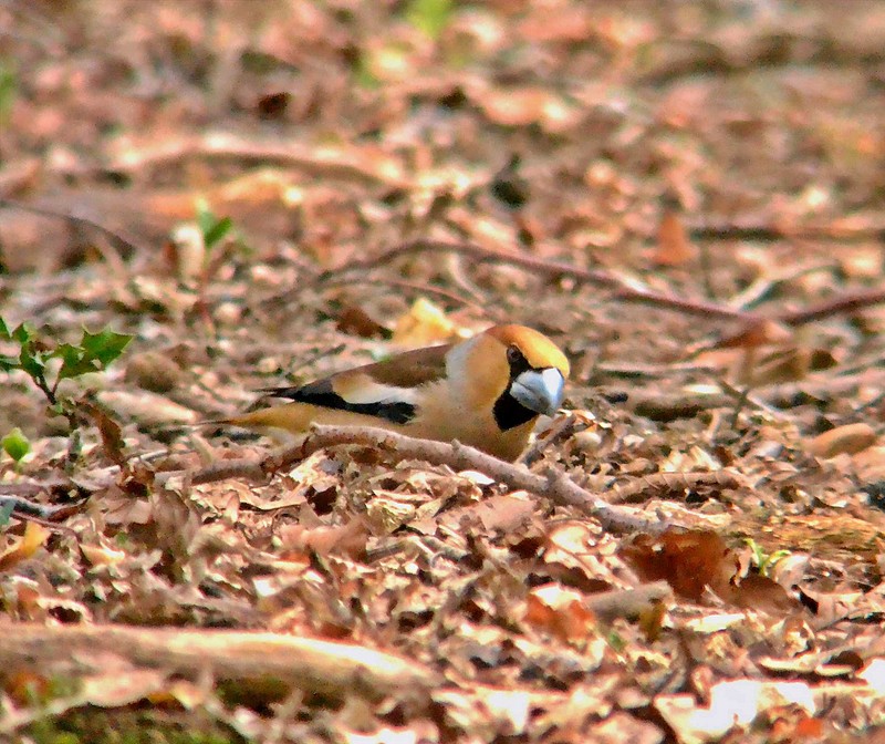 Hawfinch