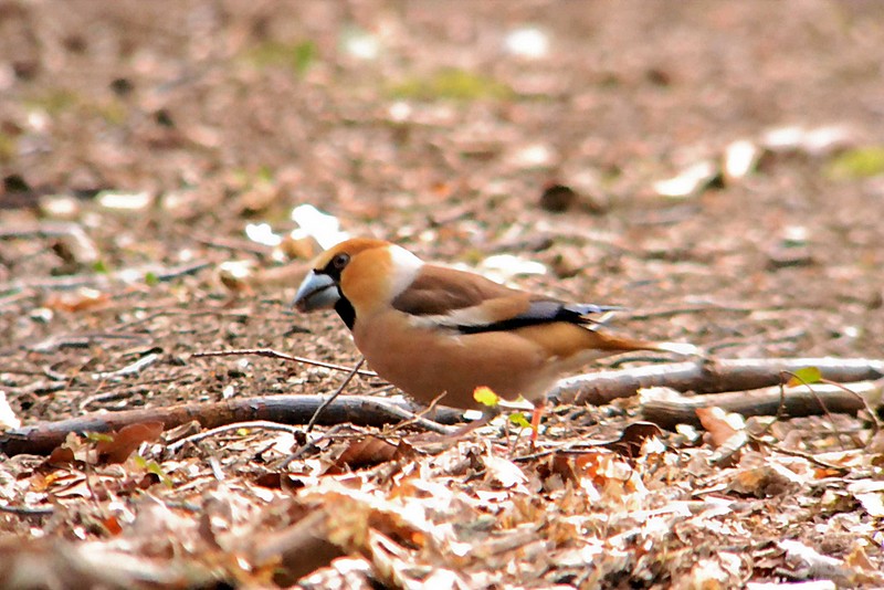 Hawfinch