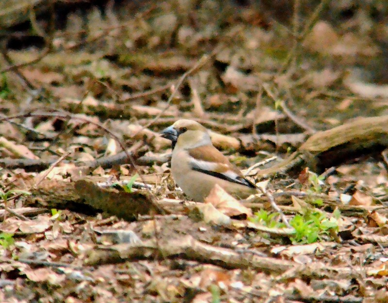 Hawfinch