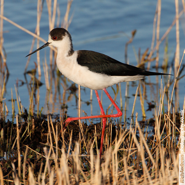 Black-winged Stilt