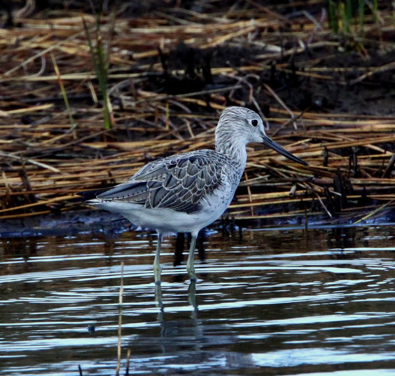 Greenshank