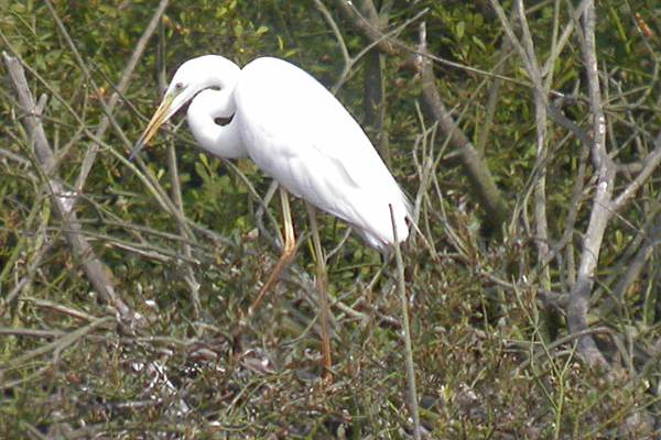 Great White Egret