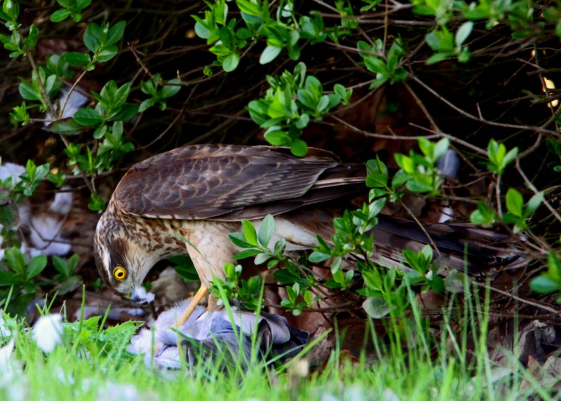 Sparrowhawk