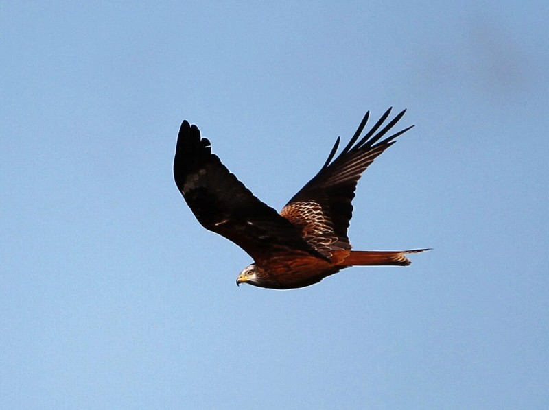 Red Kite