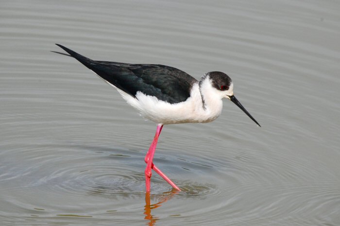 Black-winged Stilt