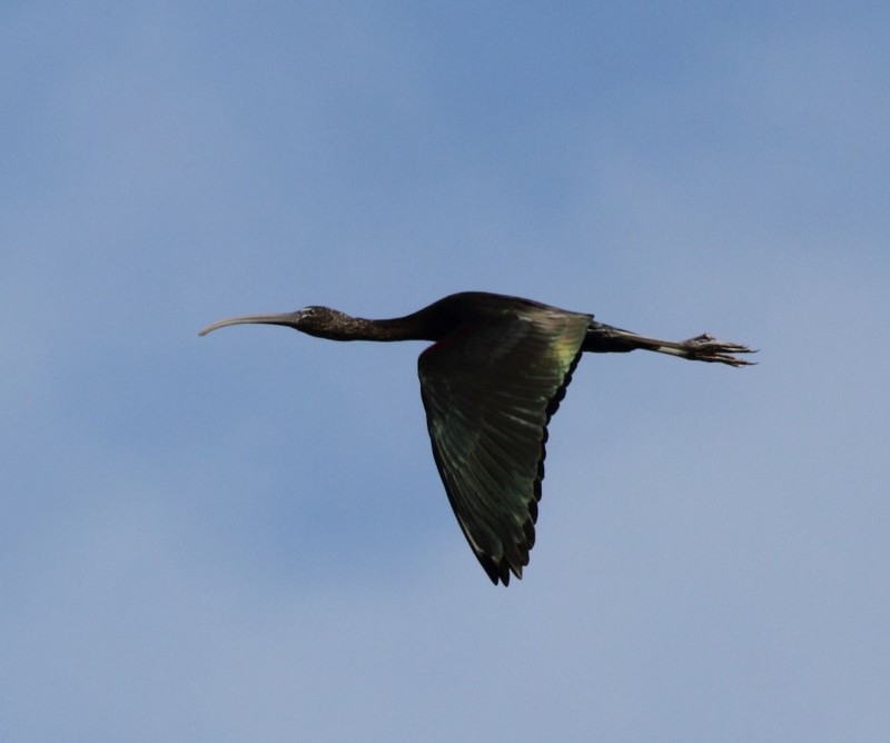 Glossy Ibis