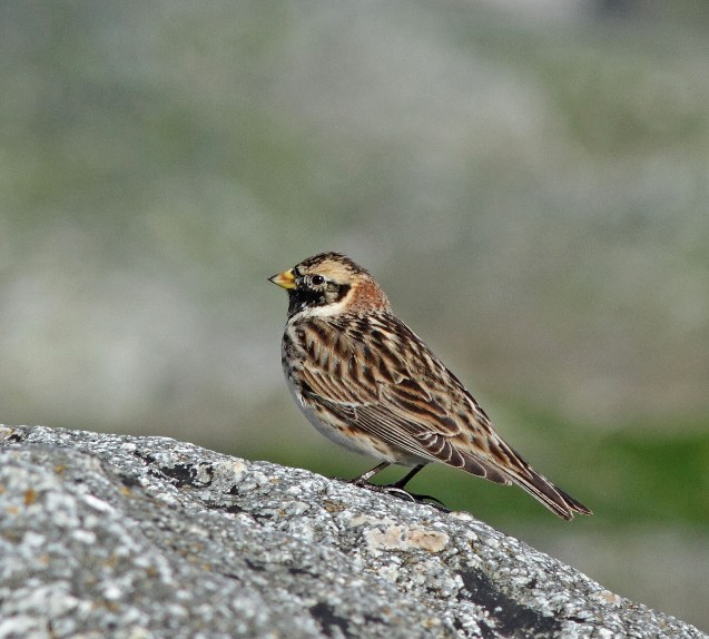 Lapland Bunting