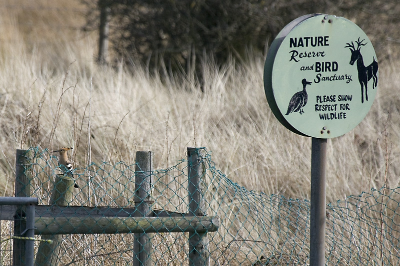 Hoopoe